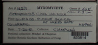 Stemonitis fusca image